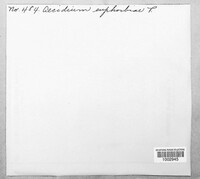 Image Associated With the Occurence